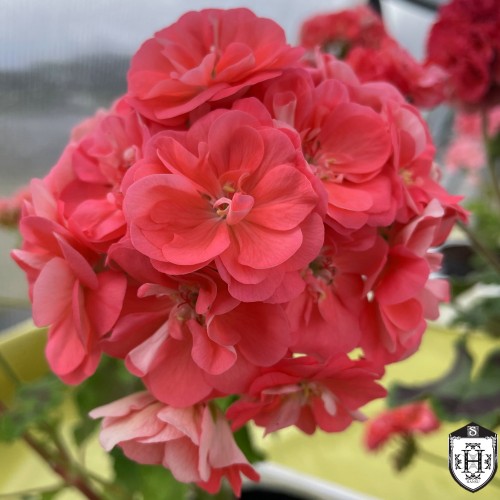 Pelargonium 'UV Rizaja Bestia' - Pelargoon 'UV Rizaja Bestia' P9/0,55L